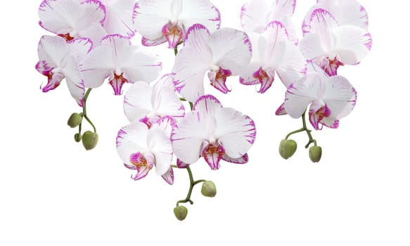 Orchid on white background