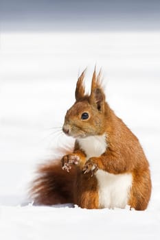 Winter Squirrel -2-