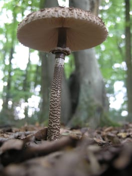 Parasol Mushroom