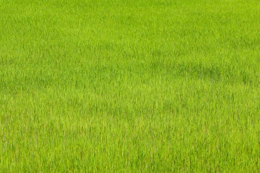 Paddy