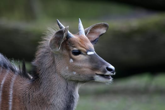 NyalaPortrait