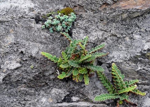 Asplenium ceterach (spleen fern)