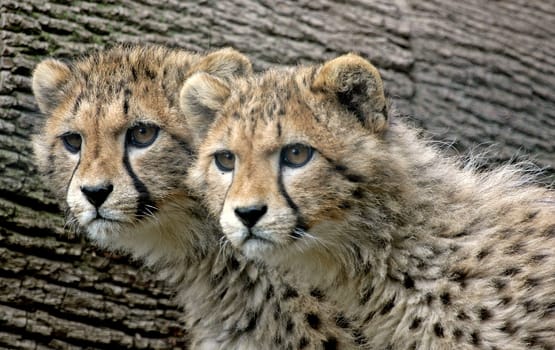 Sibling