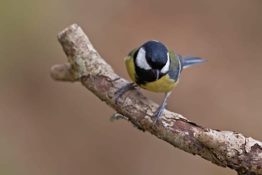 Great Tit, Parus major
