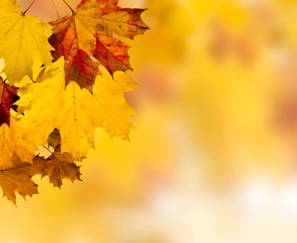 Autumn leaves