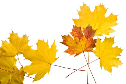 Autumn leaves