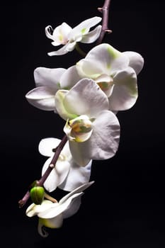 Orchids