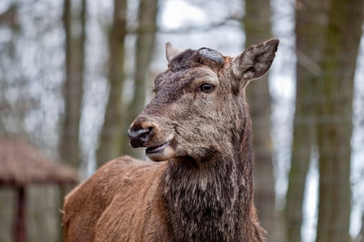 Red deer - Cervus elaphus