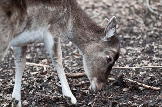 Red deer - Cervus elaphus