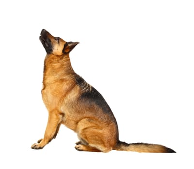 german shepard portrait