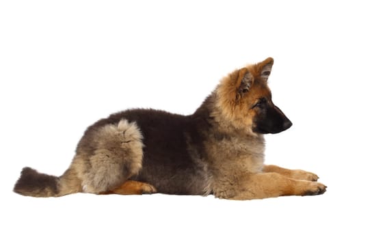 puppy of german shepard