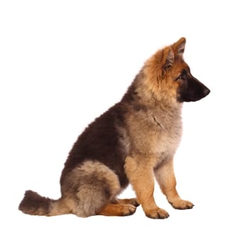 puppy of german shepard