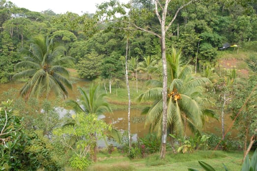 Tropical Garden
