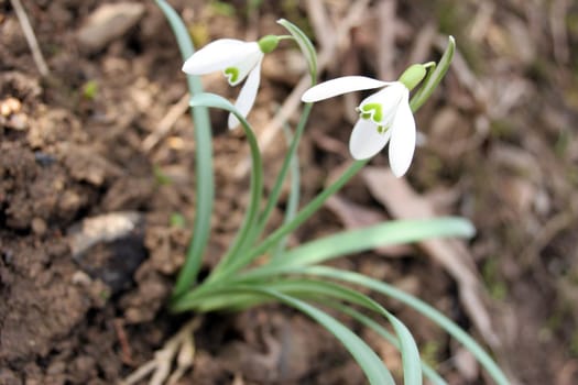 Spring Flowers1