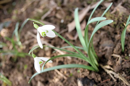 Snowdrop