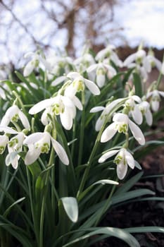snowdrop