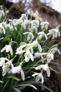 Snowdrop