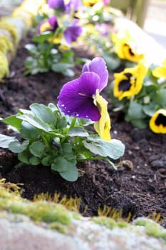 pansy