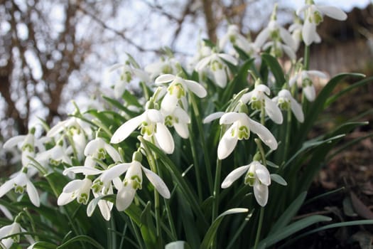 Sea of snowdrops