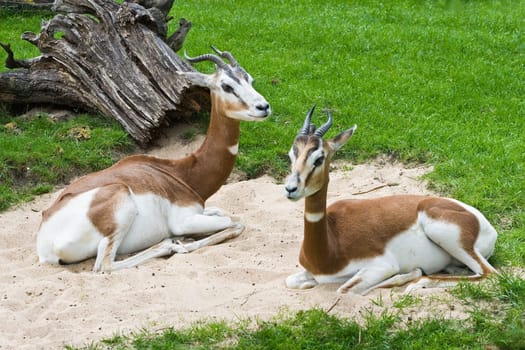 Mhorr Gazelles resting