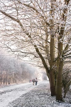 Snowy landscape