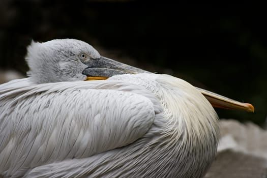 Pelican