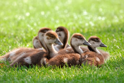 Goose chicks cuddled together