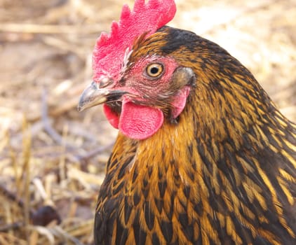 hen