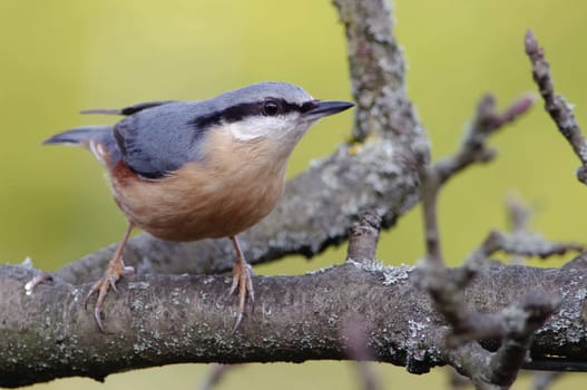 Nuthatch,Sitta europaea