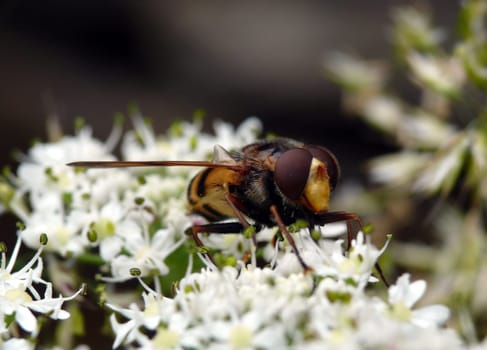 Hoverfly