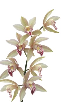 Orchid on white background