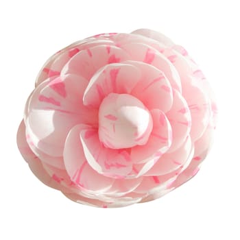 Camellia isolated on white background