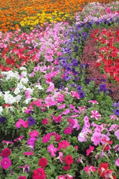 Spring flower field