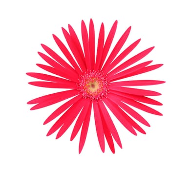Daisy isolated on white