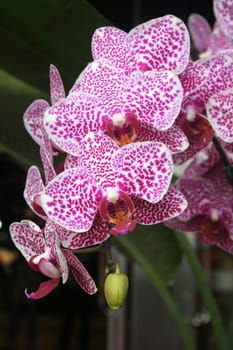 Orchid