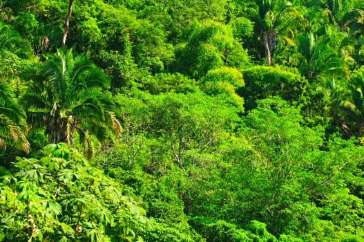 Tropical jungle background