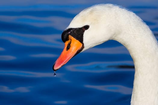Swan profile