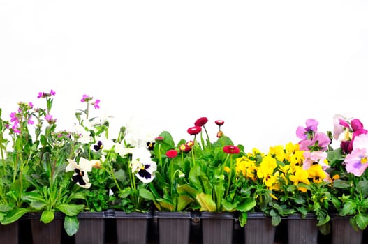 Flowers Background