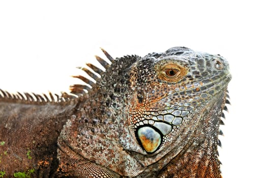 Green Iguana