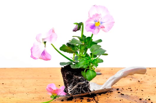 Planting Time Spring