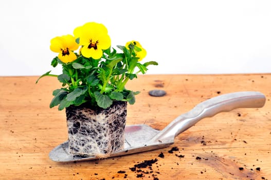 Planting Time Spring