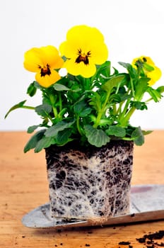Planting Time Spring