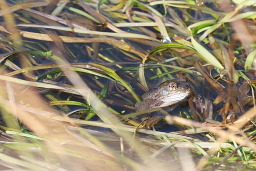 Frog1