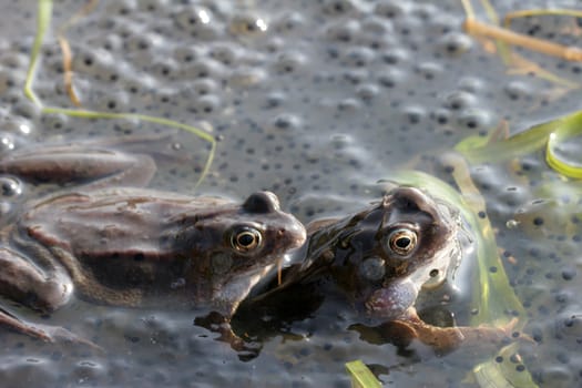 Frog4