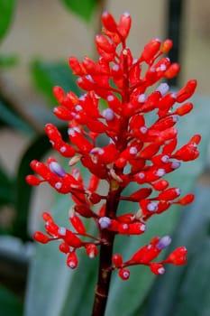 Aechmea weilbachii