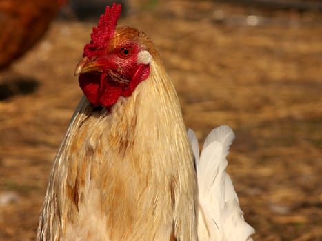 cockerel
