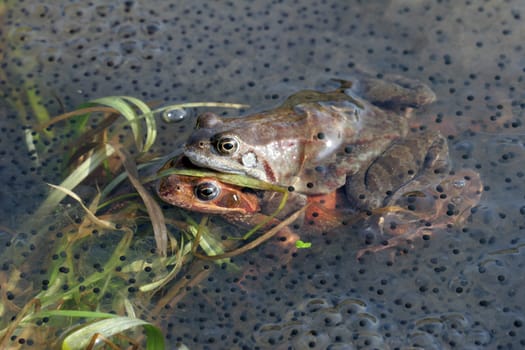Frog10
