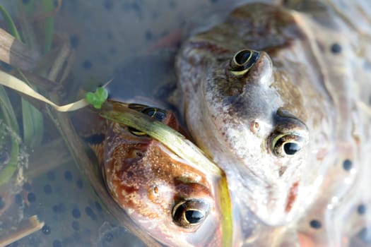 Frog20
