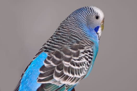blue budgie on white background - small home pet