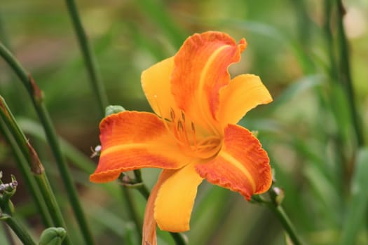 Tulip orange